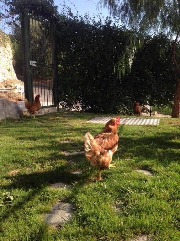 Agriturismo Da Lui Bordighera Kültér fotó